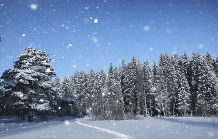 magic pine forest in winter season in snowの写真素材