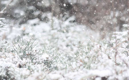 Winter forest. Landscape of winter forest on a sunny day. Snow-covered trees and Christmas trees in the forest. Branches under the snow. Bad snowy weather cold day.の写真素材