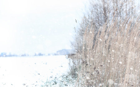 Winter forest. Landscape of winter forest on a sunny day. Snow-covered trees and Christmas trees in the forest. Branches under the snow. Bad snowy weather cold day.の写真素材