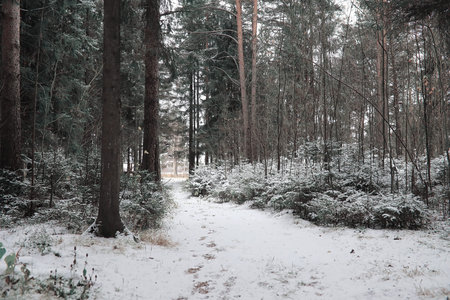 Winter forest. Landscape of winter forest on a sunny day. Snow-covered trees and Christmas trees in the forest. Branches under the snow. Bad snowy weather cold day.の写真素材