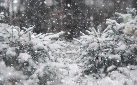 Winter forest. Landscape of winter forest on a sunny day. Snow-covered trees and Christmas trees in the forest. Branches under the snow. Bad snowy weather cold day.の写真素材