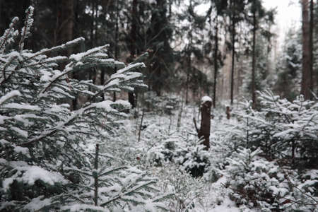 Winter forest. Landscape of winter forest on a sunny day. Snow-covered trees and Christmas trees in the forest. Branches under the snow. Bad snowy weather cold day.の写真素材