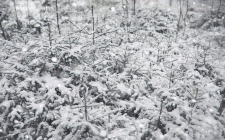 Winter forest. Landscape of winter forest on a sunny day. Snow-covered trees and Christmas trees in the forest. Branches under the snow. Bad snowy weather cold day.の写真素材