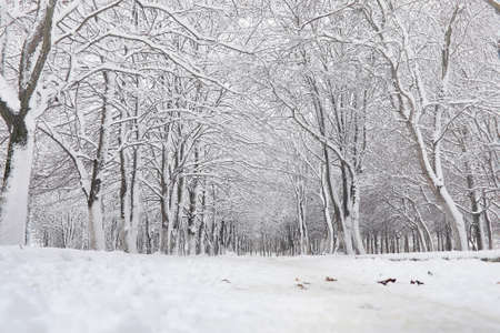 Snow-covered winter park and benches. Park and pier for feeding ducks and pigeons.Family on a walk in the snow covered the autumn park.の写真素材
