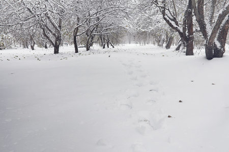 Snow-covered winter park and benches. Park and pier for feeding ducks and pigeons. The snow covered the autumn park.の写真素材