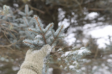 Winter landscape snow covered expanses. A park in the winter in
