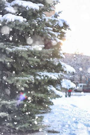 winter fir tree snowの写真素材