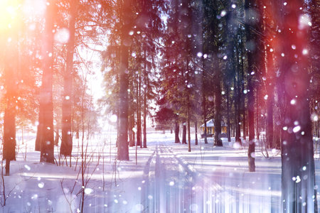 Winter forest on a sunny day. Landscape in the forest on a snowyの写真素材