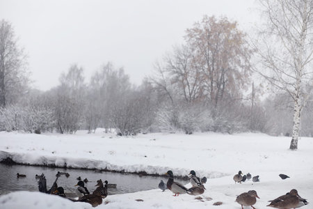 Snow-covered winter park and benches. Park and pier for feeding ducks and pigeons. The snow covered the autumn park.の写真素材