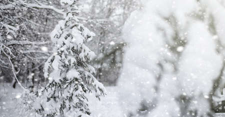 Winter park under the snow. Snowstorm in the city park. Park for walks with the whole family under the snow cover.の写真素材