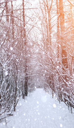 Winter landscape snow covered expanses. A park in the winter in the snow. Road on winter day.