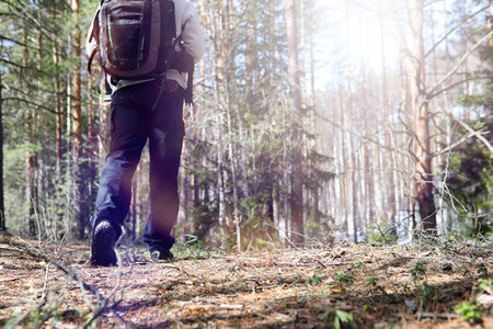 A man is a tourist in a pine forest with a backpack. A hiking trip through the forest. Pine reserve for tourist walks. A young man in a hike in the spring.の写真素材