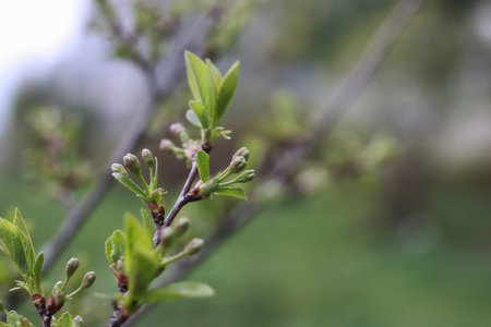 Various objects of the spring season in the best of this wonderful periodの写真素材