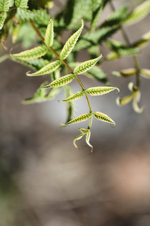 Spring nature. Leaves and bushes with the first green leaves in