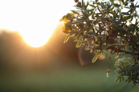 Landscape is summer. Green trees and grass in a countryside landの写真素材