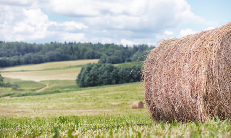 Landscape is summer. Green trees and grass in a countryside landの写真素材