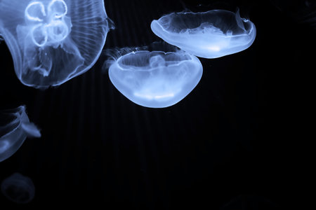 Many blue jellyfish float under water macro shooting