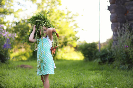 Gardening - Woman with organic carrots in a vegetable garden. backlightの写真素材