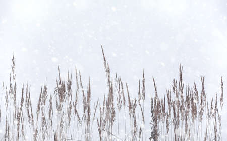 Winter forest. Landscape of winter forest on a sunny day. Snow-cの写真素材