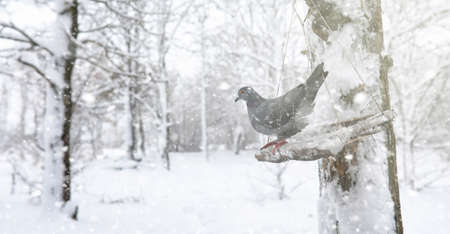 Winter park under the snow. A snowstorm in the city park. Park fの写真素材