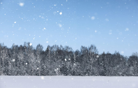 pine forest after a heavy snow storm on a sunny winter dayの写真素材