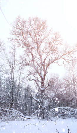 Winter landscape snow covered expanses. A park in the winter in the snow. Road on winter day.
の写真素材