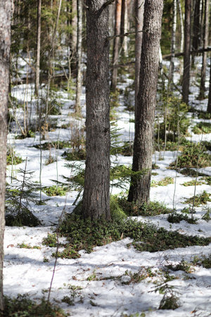 Pine forest in the beginning of spring under the snow. Forest under snow winter landscape. The sun warms the pine forest has woken up after winter.の写真素材