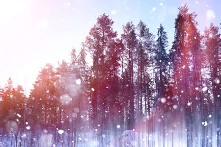Winter forest on a sunny day. Landscape in the forest on a snowy morning. New Year winter forest.の写真素材