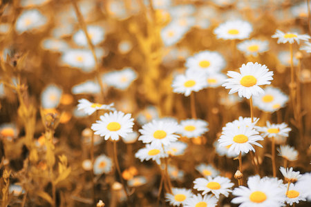 autumn field with daisiesの写真素材