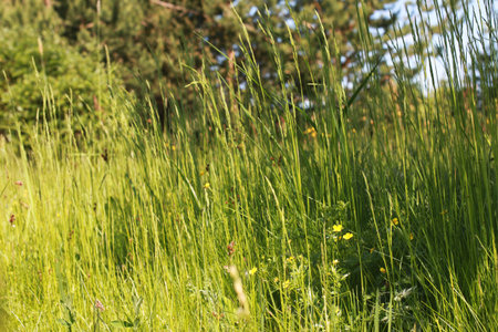 farm in nature outdoor