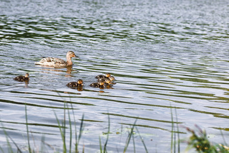 Birds on the pond. A flock of ducks and pigeons by the waterの写真素材