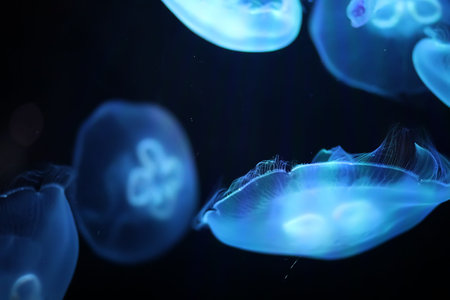 Multicolored jellyfish swim under water