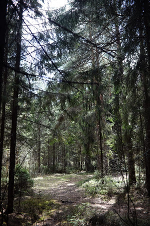 Pine forest. Depths of a forest. Journey through forest paths. T
