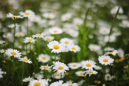 green field with daisies