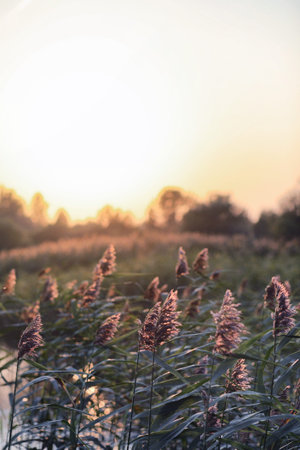 Landscape is summer. Green trees and grass in a countryside land
