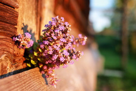 bunch of lavender flowers on summer evening sunset