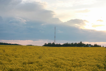 Landscape is summer. Green trees and grass in a countryside landの写真素材