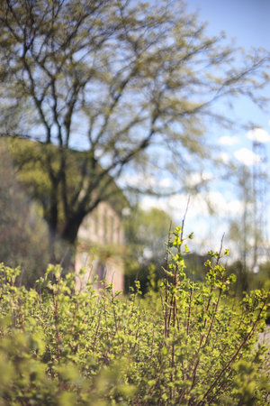 Spring nature. Leaves and bushes with the first green leaves in