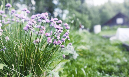 Landscape is summer. Green trees and grass in a countryside landの写真素材