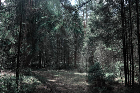 Pine forest. Depths of a forest. Journey through forest paths. T