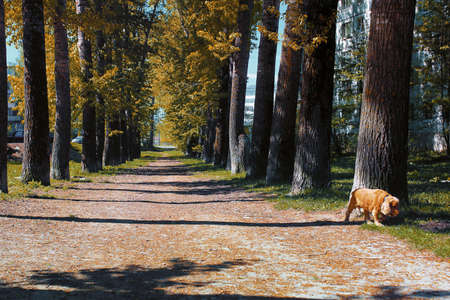 Alley of poplars with yellowing leaves in late summerの写真素材