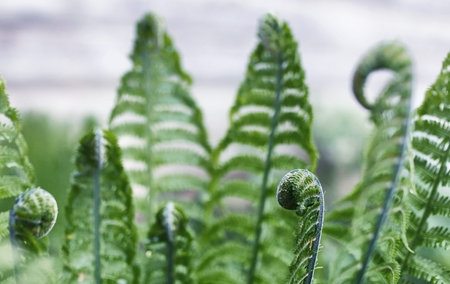 Landscape is summer. Green trees and grass in a countryside landの写真素材