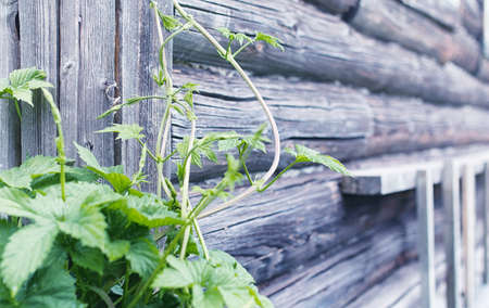 Landscape is summer. Green trees and grass in a countryside landの写真素材