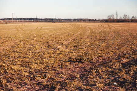 Autumn nature. Leaves and bushes with the yellow leaves in the pの写真素材