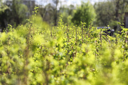 Spring nature. Leaves and bushes with the first green leaves inの写真素材