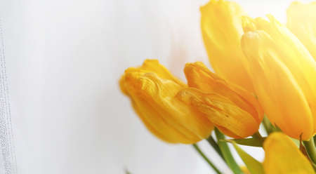 A bouquet of red tulips in a vase on the windowsill. A gift forの写真素材