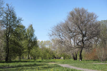 Spring nature. Leaves and bushes with the first green leaves inの写真素材