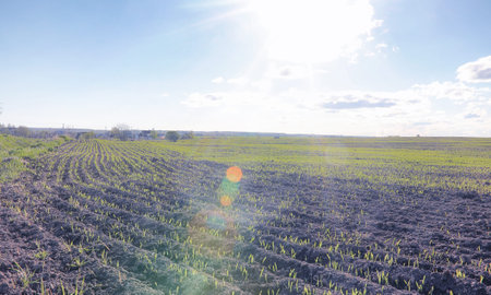 Landscape is summer. Green trees and grass in a countryside land