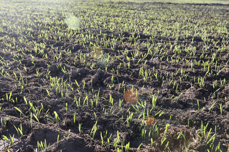 Landscape is summer. Green trees and grass in a countryside landの写真素材