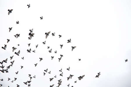 A flock of pigeons flies across the sky. Birds fly against the sの写真素材